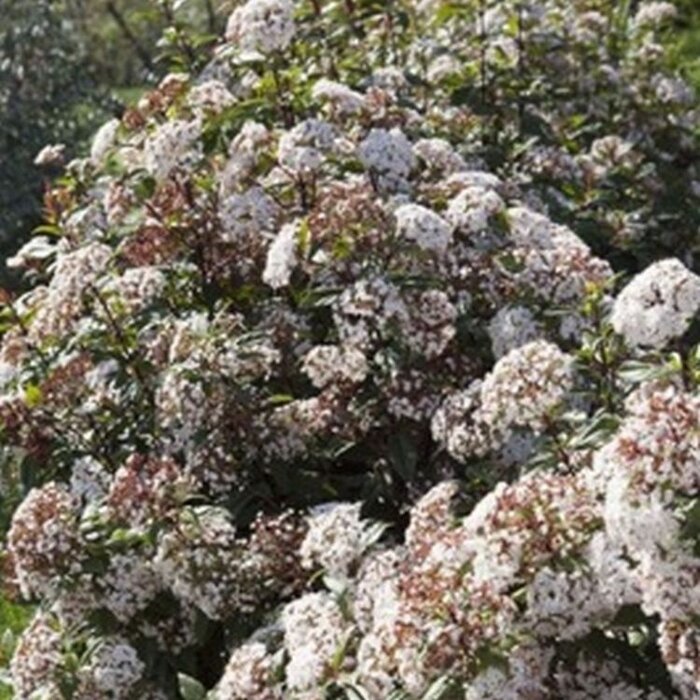 Sneeuwbal (Viburnum tinus Spirit)