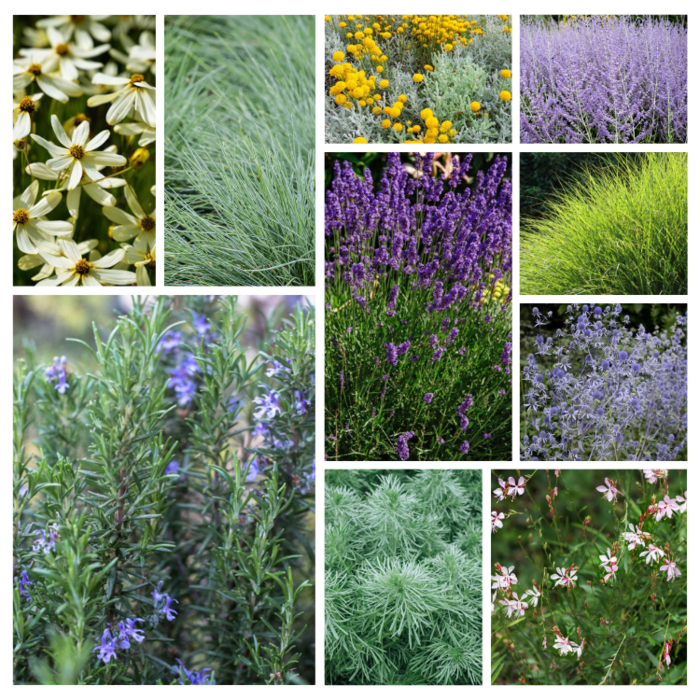 Borderpakket mediterrane border (3m²)