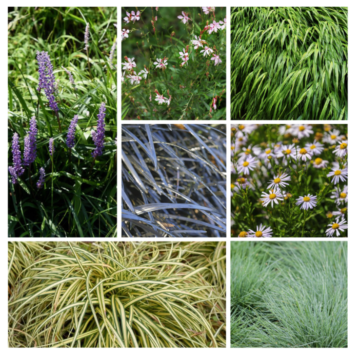 Borderpakket mediterrane border (1m²)