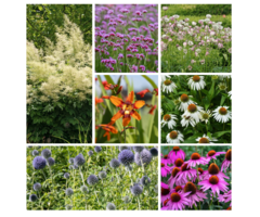 Borderpakket plukbloemen tuin (1m²)