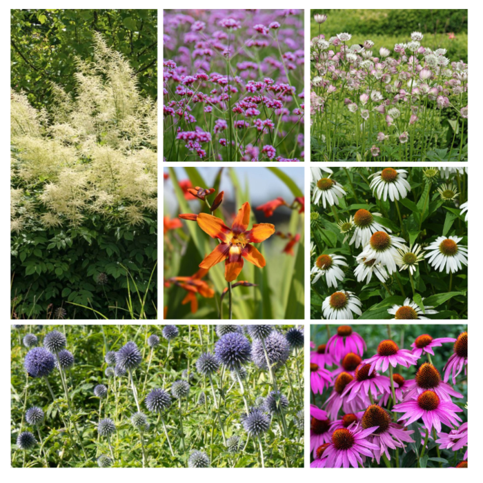 Borderpakket plukbloemen tuin (1m²)