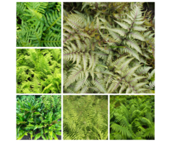 Borderpakket varen border (1m²)