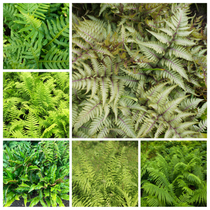 Borderpakket varen border (1m²)