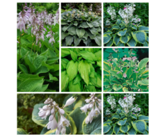 Borderpakket hosta (1m²)