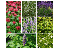 Borderpakket geurende border (1m²)