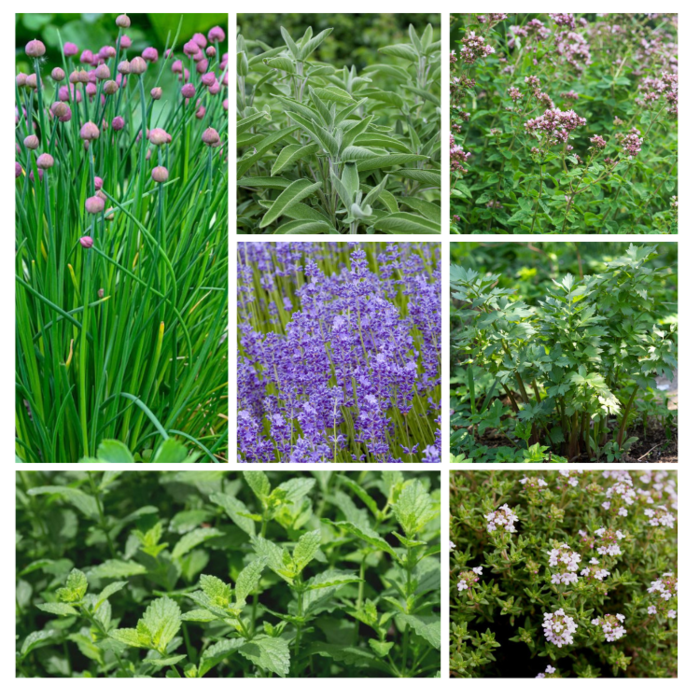 Borderpakket keukenkruiden (1m²)