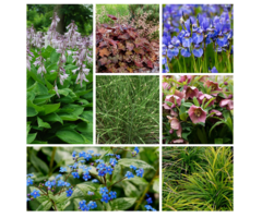 Borderpakket bladplanten (1m²)