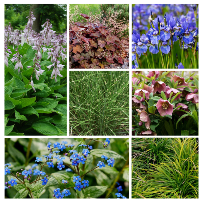 Borderpakket bladplanten (1m²)