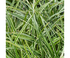 Borderpakket Carex morrowii 'Ice Dance' (4m²)