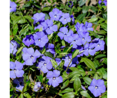 Borderpakket Maagdenpalm vinca major(4m²)