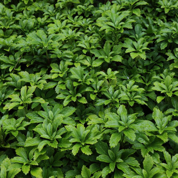 Borderpakket Pachysandra (4m²)