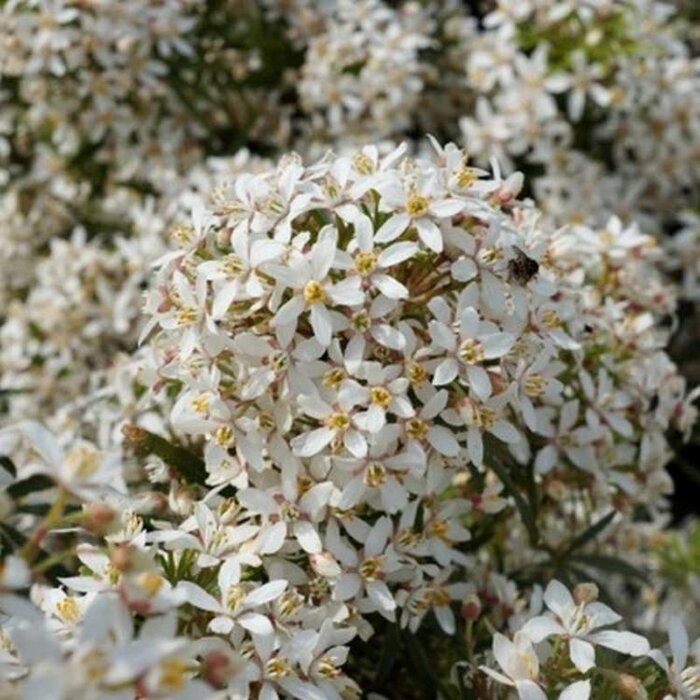 Mexicaanse citroenbloesem (Choisya ternata 'White Dazzler' )
