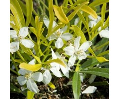 Mexicaanse oranjebloesem - Choisya 'Aztec Gold'