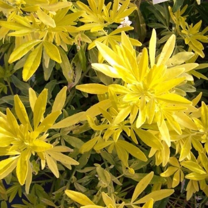 Mexicaanse oranjebloesem (Choisya 'Goldfingers')