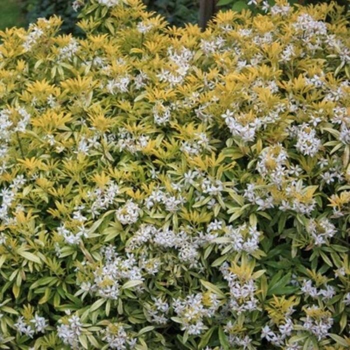 Mexicaanse oranjebloesem (Choisya 'Goldfingers')