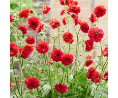 Nagelkruid - Geum coccineum Feuermeer