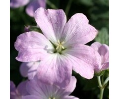 Ooievaarsbek - Geranium 'Dreamland'