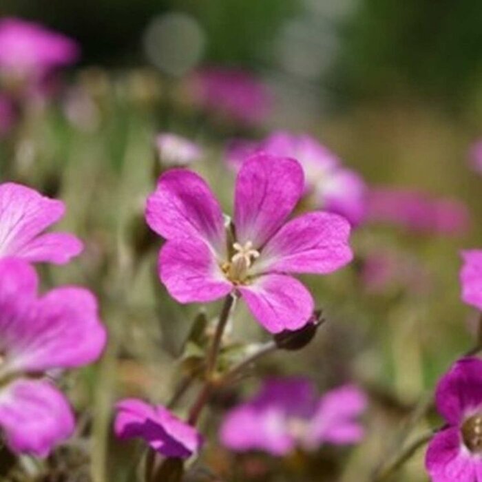 Ooievaarsbek - Geranium 'Orkney Cherry'