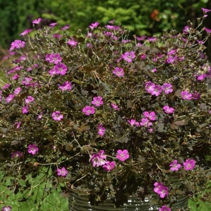 Ooievaarsbek - Geranium 'Orkney Cherry'