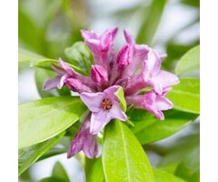 Peperboompje - Daphne mezereum 'Rubra'