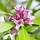 Peperboompje (Daphne mezereum 'Rubra')