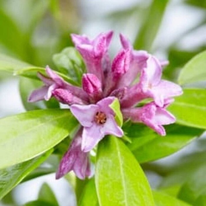Peperboompje (Daphne mezereum 'Rubra')