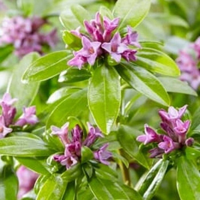 Peperboompje (Daphne mezereum 'Rubra')