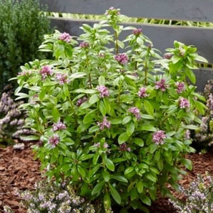 Peperboompje (Daphne mezereum 'Rubra')