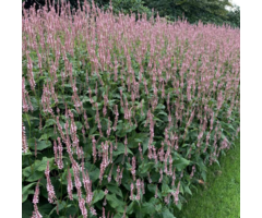 Borderpakket Duizendknoop (4m²)