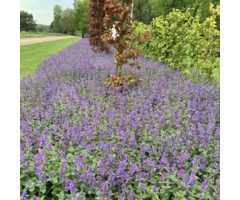 Borderpakket Kattenkruid (4m²)