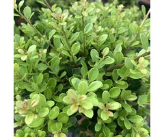 Ilex crenata 'Caroline Upright'- Hulsthaag (Kale wortel)