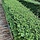Chinese kamperfoelie (Lonicera nitida 'Maigrun')
