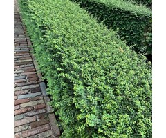 Lonicera nitida 'Maigrun' - Struikkamperfoelie (Kale wortel)