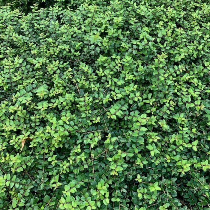 Lonicera nitida 'Maigrun' - Struikkamperfoelie (Kale wortel)