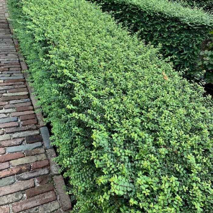 Lonicera nitida 'Elegant' - Kamperfoelie (Kale wortel)