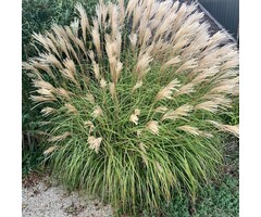 Olifantengras - Miscanthus sinensis 'Kleine Silberspinne'