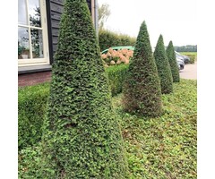 Taxus piramide - Taxus baccata (Pyramide)