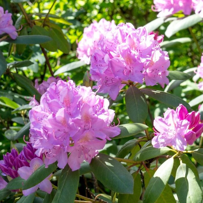 Rhododendron haag - Rhododendron hagen