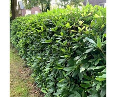 Rhododendron haag - Rhododendron hagen