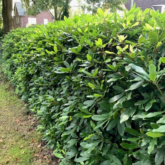 Rhododendron haag - Rhododendron hagen