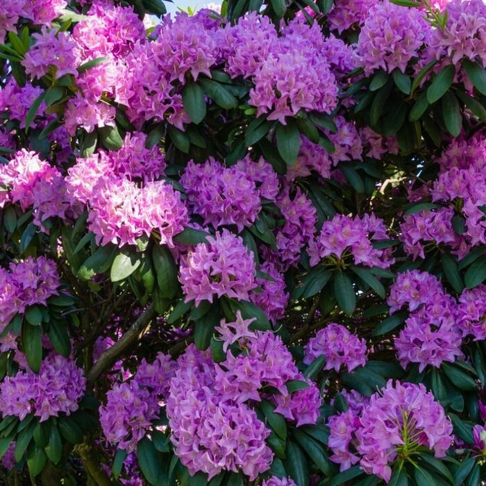 Rhododendron haag - Rhododendron hagen