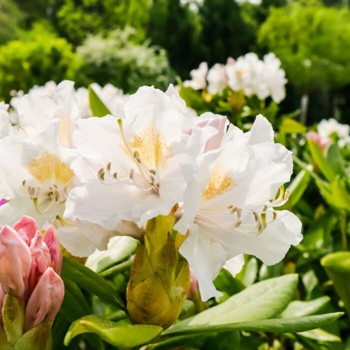 Rhododendron haag - Rhododendron hagen