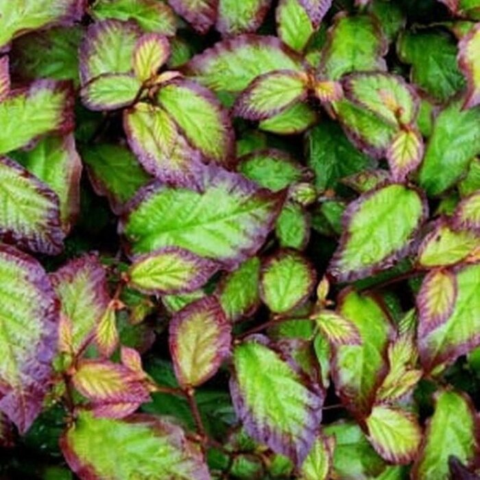 Perzisch IJzerhout - Parrotia persica Persian Spire meerstammig