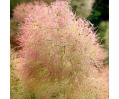 Pruikenboom - Cotinus coggygria 'Young Lady'