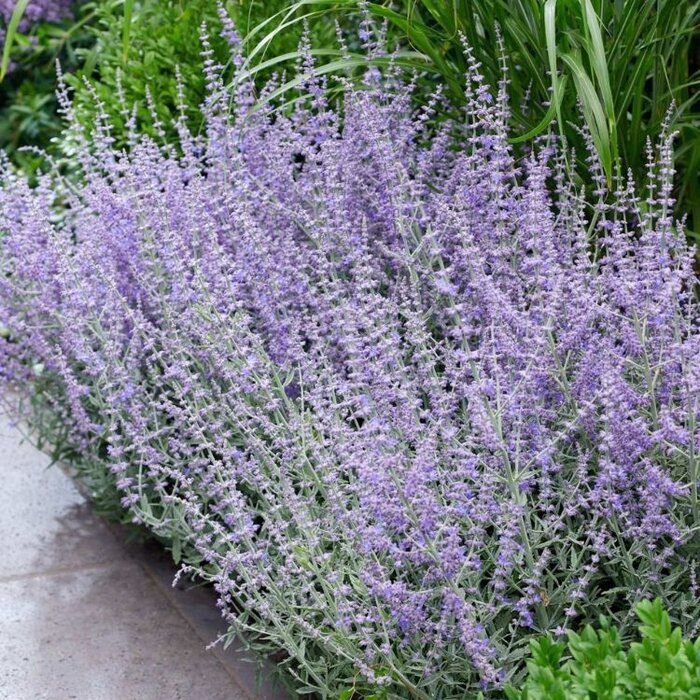 Reuzenlavendel - Perovskia atriplicifolia 'Prime Time'