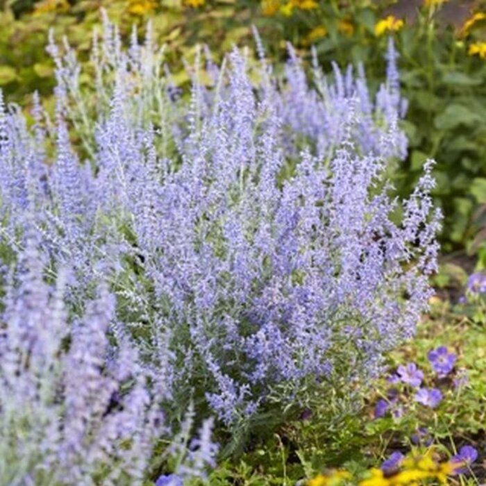 Reuzenlavendel (Perovskia atriplicifolia 'Lacey Blue')