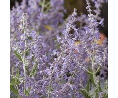 Reuzenlavendel - Perovskia atriplicifolia 'Lacey Blue'