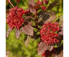 Sneeuwbalspirea - Physocarpus opulifolius 'Diable d'Or'