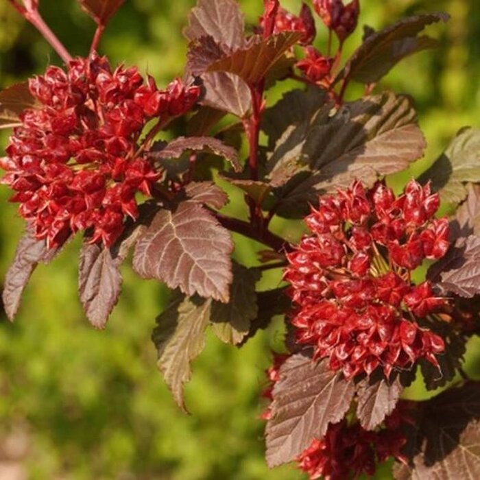 Sneeuwbalspirea (Physocarpus opulifolius 'Diable d'Or' )