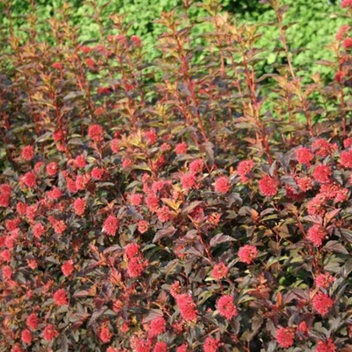 Sneeuwbalspirea (Physocarpus opulifolius 'Diable d'Or' )
